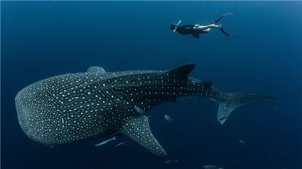 Walhaie sind die größten derzeit lebenden Fische der Erde und faszinieren weltweit Taucher und Schnorchler.