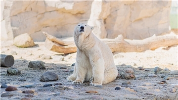 Eisbär Valeska im Zoo am Meer.