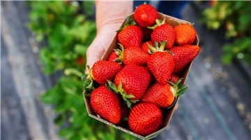 Das Foto zeigt eine Hand, die eine Schale mit Erdbeeren hält.