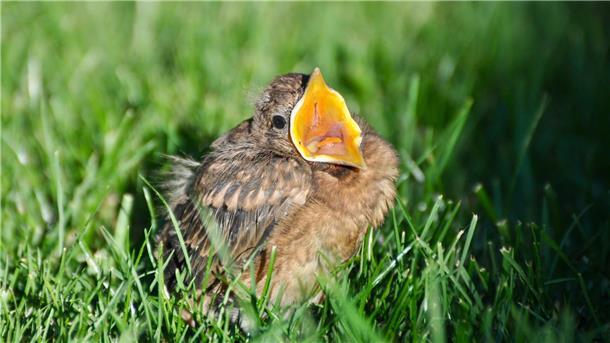 Was piepst denn da? Der NABU möchte gerne wissen, welche Vögel in den Gärten der Region am häufigsten vorkommen. 