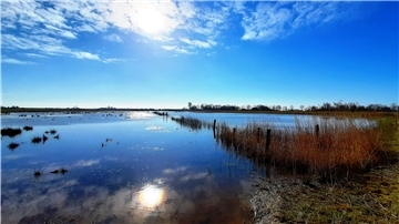 Wasser macht die Wiesen Norddeutschlands für viele Arten erst wohnlich - wie hier in Abbehausen.