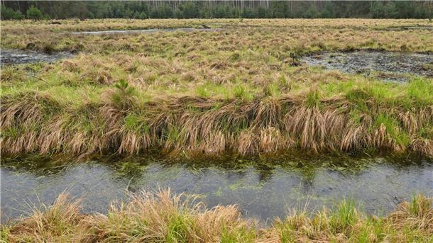 Welttag der Moore: Warnung vor Zerstörung durch Autobahnbau Wasser steht in einem Moor.