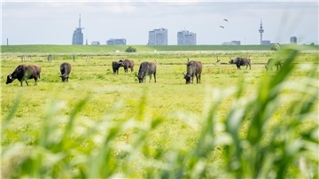 Eine Wasserbüffel und Galloway-Rinder halten die Wiesen der Luneplate in Schuss.