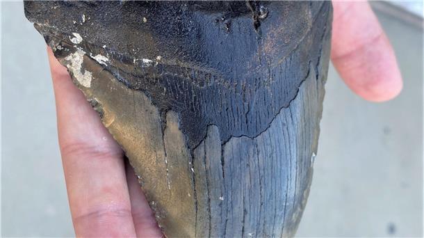 Wegen ähnlich gezackter Zähne wurde lange angenommen, dass sich Megalodon und Weißer Hai stark ähnelten. (Archivbild)