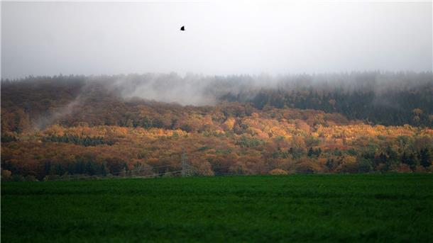 Klimawandel setzt Wäldern in Niedersachsen zu Wegen des Klimawandels ist der Zustand vieler Wälder in Niedersachsen schlecht. (Archivfoto)
