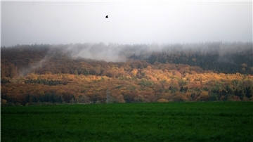 Klimawandel setzt Wäldern in Niedersachsen zu Wegen des Klimawandels ist der Zustand vieler Wälder in Niedersachsen schlecht. (Archivfoto)