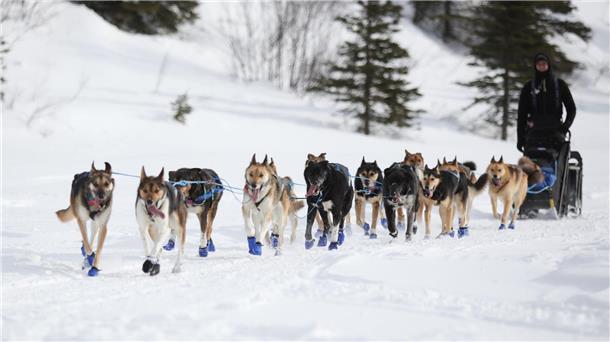 Wegen Schneemangels in Alaska wurde die Iditarod-Rennroute in diesem Jahr geändert. (Archivbild) 