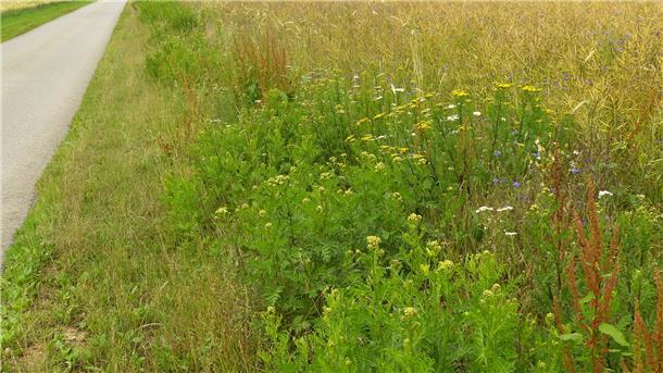 Wegseitenränder sind wertvoller Lebensraum für die Tier- und Pflanzenwelt und sollen in der Gemeinde Gnarrenburg wieder gepflegt werden.