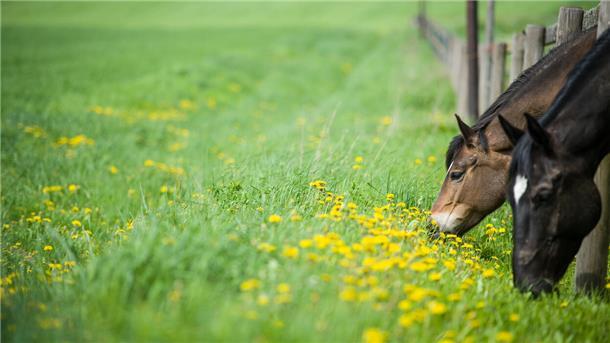 Weidehaltung von Pferden und Wolfsschutz sind schwer zu vereinen. Wolfssichere Zäune allein könnten eine Gefahr für Pferde sein.
