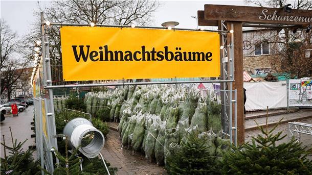 Warum behält der Tannenbaum seine Nadeln? Weihnachtsbäume haben in Deutschland eigentlich immer Nadeln. (Archivbild)