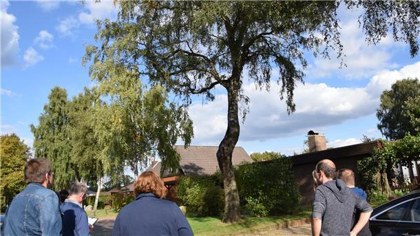 Weil diese Birke am Lavenstedter Weg von der "Rußrindenkrankheit" befallen ist, soll sie gefällt und mit einer Linde ersetzt werden. 