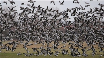 Weil sie die Weiden kahl fressen und sie verkoten, sind Wildgänse vielen Landwirten ein Dorn im Auge. Im Umweltausschuss geht es um Vergrämungsmaßnahmen.