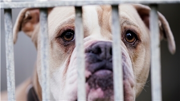 Eine «Old English Bulldog» steht im Tierheim Ludwigshafen hinter dem Gitter ihres Käfigs.