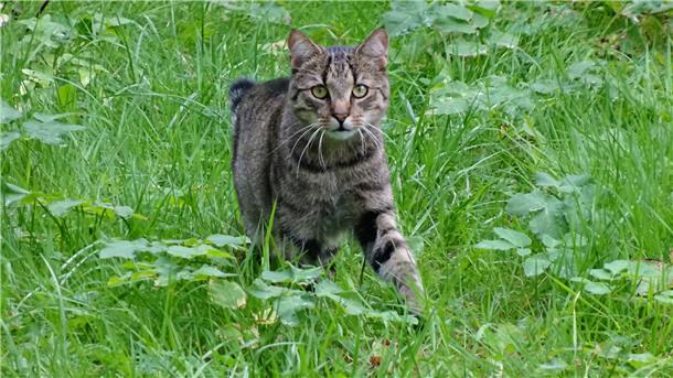 Wem ein Fundtier zuläuft, muss es unverzüglich dem Fundamt der Gemeinde melden. Und wer zum Beispiel herrenlose oder fremde Katzen füttert, muss sich im Klaren darüber sein, dass er, auch wenn er nicht Besitzer ist, die Verantwortung des Halters übernimmt. Das kann kosten.