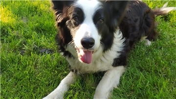Wem gehört dieser Border Collie? Das Tier ist am Sonntag in Nordenham zugelaufen.