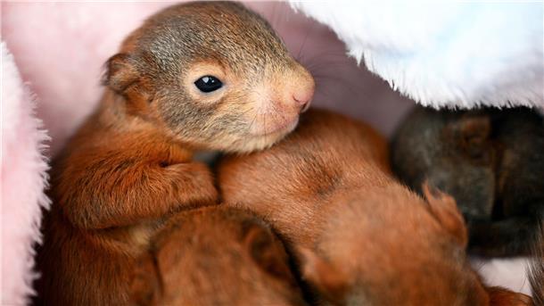 Eichhörnchenbrücke soll Leben retten Wenige Tage alte Eichhörnchen-Babys in einer Eichhörnchen-Auffangstation bei Bamberg. Ihre Mutter ist überfahren worden.