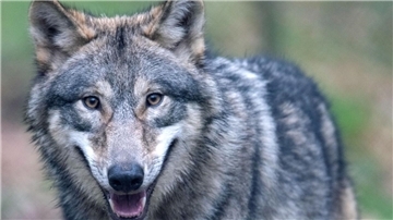 Wenn es nach den Kreispolitikern geht, könnte es dem Wolf bald an den Kragen gehen. Der Kreis tritt der „Auricher Erklärung“ bei, in der eine Regulierung des Wolfsbestands gefordert wird.