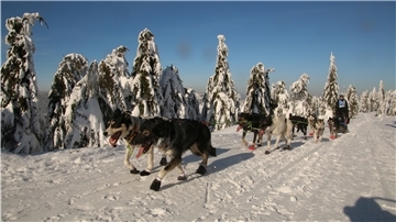 Hunde ziehen einen Schlitten
