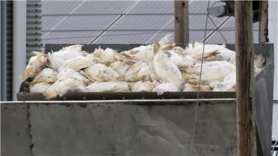 Wenn in einem Geflügelbetrieb die Vogelgrippe nachgewiesen wurde, müssen alle Tiere vorsorglich getötet und vernichtet werden. Die Tierseuchenkasse leistet Entschädigungszahlungen. (Illustration)   
