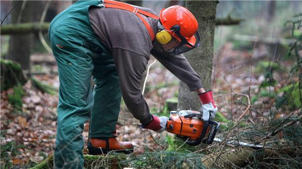 Arbeiter fällt einen Baum mit einer Motorsäge
