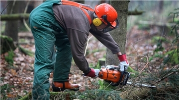 Arbeiter fällt einen Baum mit einer Motorsäge