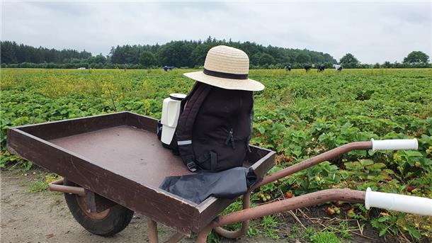 Wer besonders viele Erdbeeren vom Feld holt, kann diese in Kirchwistedt mit einem Wagen zum Auto transportieren - oder einfach sein Gepäck darauf abstellen.