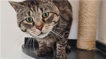 Wer Buddy bei sich aufnehmen möchte, braucht Erfahrung mit Katzen und viel Geduld.