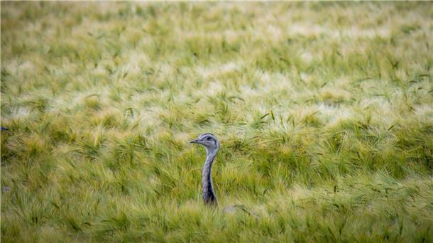 Wer das Tier sieht, soll sich ihm nicht nähern. (Symbolbild)