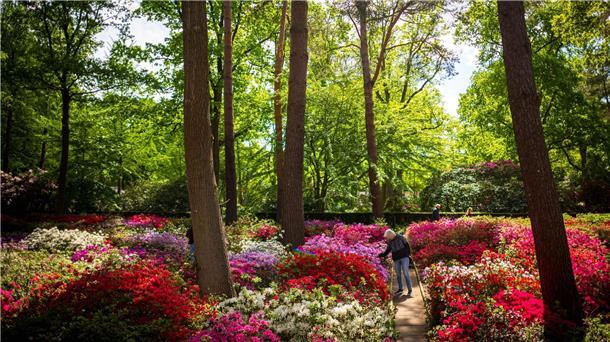 Wer die Pflanzen in voller Blüte bestaunen möchte, sollte in den nächsten zwei Wochen den Rhododendron-Park besuchen. 