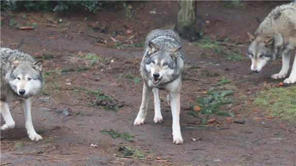 Wer einem Wolf in freier Wildbahn begegnet, sollte nicht in Panik ausbrechen, da der Wolf die Angst spüren kann.