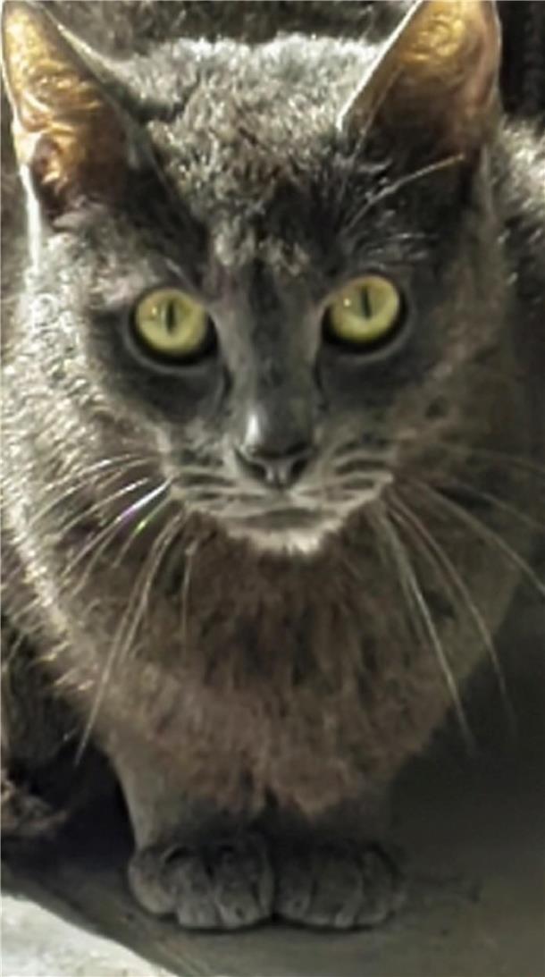 Wer gibt Kater Mason ein liebevolles Zuhause?