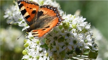 Admiral, Schmetterling