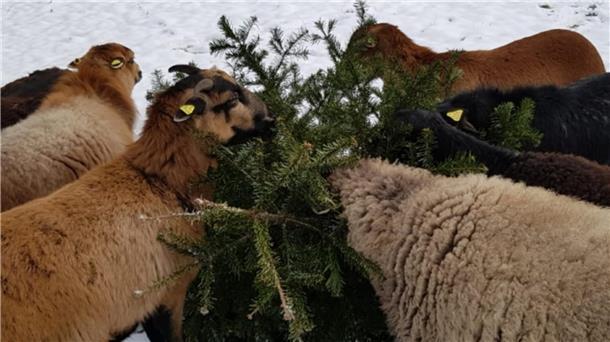 Wer seinen Weihnachtsbaum nicht kreativ verwerten will und auch nicht möchte, dass er kompostiert oder verbrannt wird, der wirft ihn einfach Tieren zum Fraß vor. Schafe und Ziegen etwa stehen auf die grünen Nadeln.