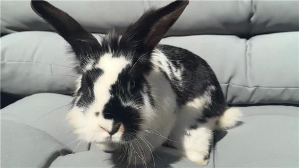 Wer vermisst dieses Kaninchen? Diese Frage stellt sich die Polizei Bremerhaven, bei der das Tier am Dienstag abgegeben wurde.