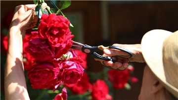 Wer welke Rosenblüten abschneidet, wird im Nachhinein oft mit einer neuen Blüte belohnt.