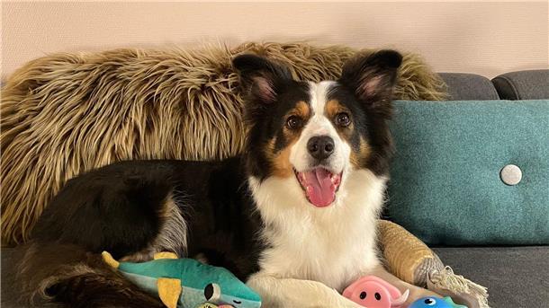 Border Collies können sich Begriffe zwei Jahre lang merken Whisky ist ein absolute Supermerker, Gifted Word Learner (GWL).