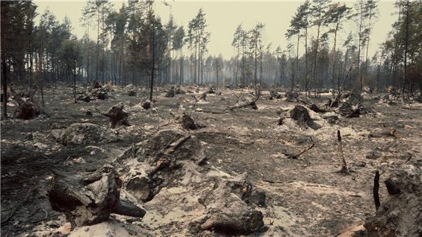 Viel gelernt aus Waldbrandkatastrophe in Lüneburger Heide Wie eine Mondlandschaft sieht der ausgebrannte Wald im Naturpark Südheide (Niedersachsen) aus. (Archivfoto)