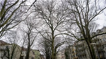 Wie geht es weiter mit dem kleinen Park an der Bogenstraße? Voraussichtlich muss doch dort gebaut werden. 