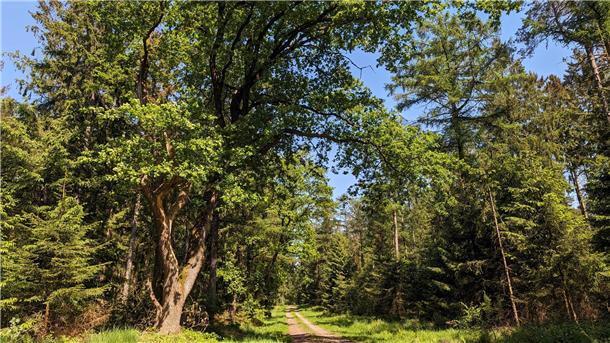 Der Wald in Hainmühlen im Großenhainer Holz.