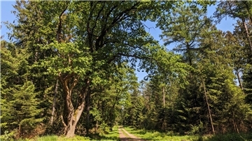 Der Wald in Hainmühlen im Großenhainer Holz.
