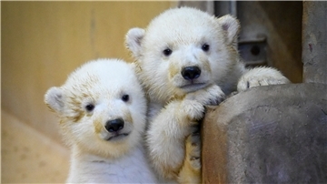 Wie heißen die Tierpfleger der Eisbären-Zwillinge? Wie alt wird ein Eisbär? Dieses und mehr im großen Eisbären-ABC.