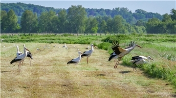Störche Landkreis Cuxhaven