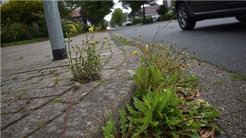 Wie hier wuchert in vielen Straßenabschnitten in Nordenham Unkraut in Straßenrinnen und auf Bürgersteigen.