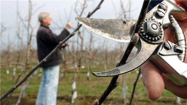 Wie man Obstbäume professionell zurückschneidet, erfahren Teilnehmer eines BUND-Kurses am Sonntag, 25. Februar.