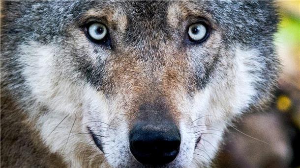 Wie umgehen mit dem Wolf? Bauern, Jäger, Nutztierhalter und Zuchtverbände fordern mehr Möglichkeiten, den Bestand zu regulieren und Tiere zu Töten.