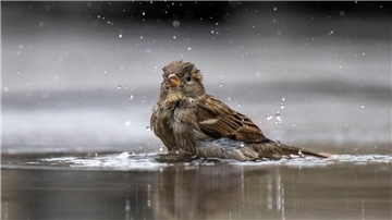 Wieder die Nummer 1 bei der Stunde der Wintervögel in der Wesermarsch: der Hausspatz.
