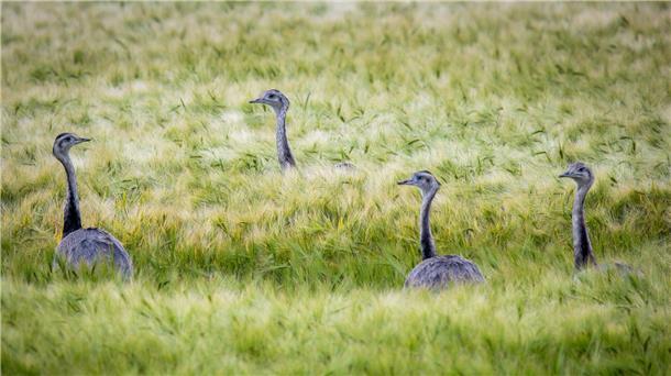 Immer weniger Nandus im Norden zu sehen Wild lebende Nandus laufen bei der Futtersuche durch ein Roggenfeld in Mecklenburg-Vorpommern.