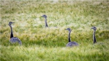 Wild lebende Nandus laufen bei der Futtersuche durch ein Roggenfeld in Mecklenburg-Vorpommern.