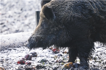 Wildschweine sind Überträger der Afrikanischen Schweinepest. Die Reduzierung der Bestände gilt als Seuchenprävention.