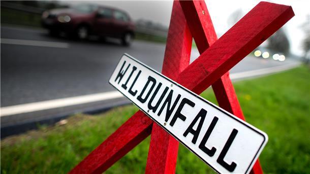 Gekennzeichneter Wildunfall auf einer Fahrbahn. 